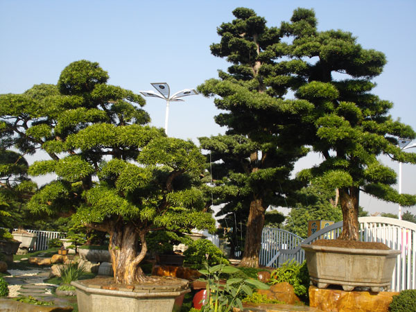 滨水区植物配置施工工艺详解：从地形整理到栽植密度的关键步骤